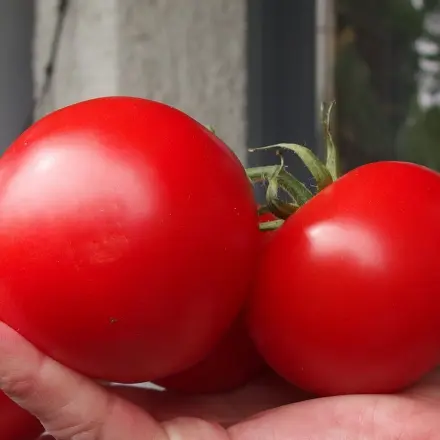 Tomatenkauf - Geschmack / Aroma "testen"
