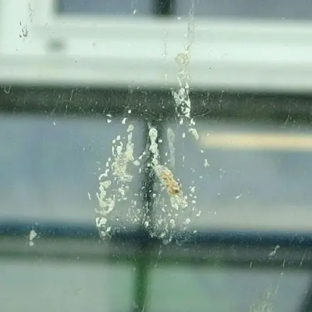 Insekten auf der Autoscheibe