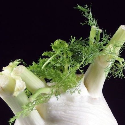 Zartes Grün von Radieschen und Fenchel