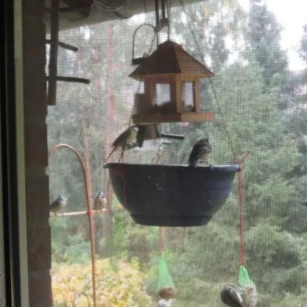 Vogeldreck am Futterplatz auffangen