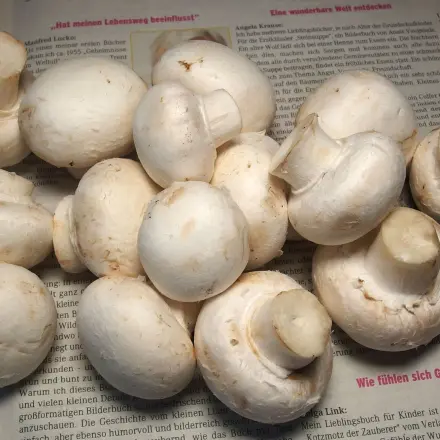 Champignons im Kühlschrank länger frisch halten