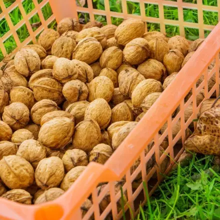 Walnüsse einsammeln