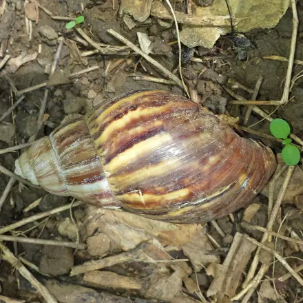 Wirkungsvolle Schneckenabwehr