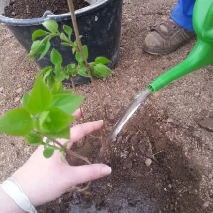 Trocknerwasser zum Blumengießen