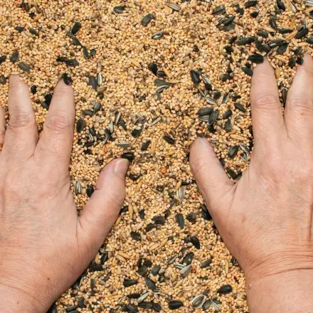 Vogelfutter selber mischen