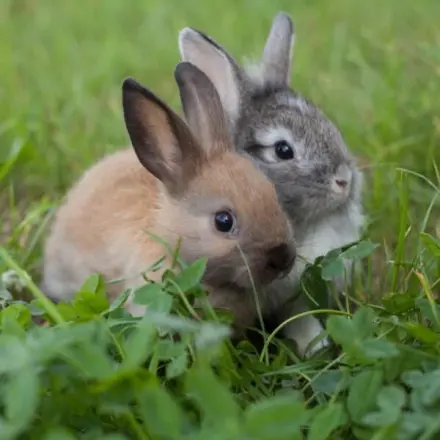 Kaninchen-Haltung Grundlagen