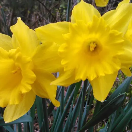 Narzissen: Keine geschlossenen Knospen mit braunen Spitzen kaufen