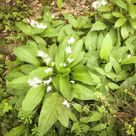 Bärlauchblüten-Essig