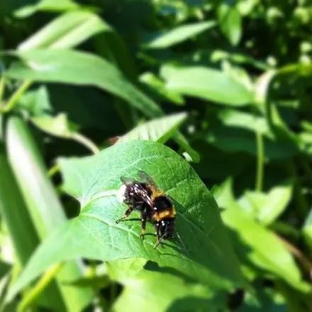 Wespen-, Bienen- und sonstige Insektenstiche