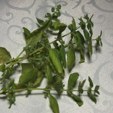 Sträuße von Kräutern frisch halten