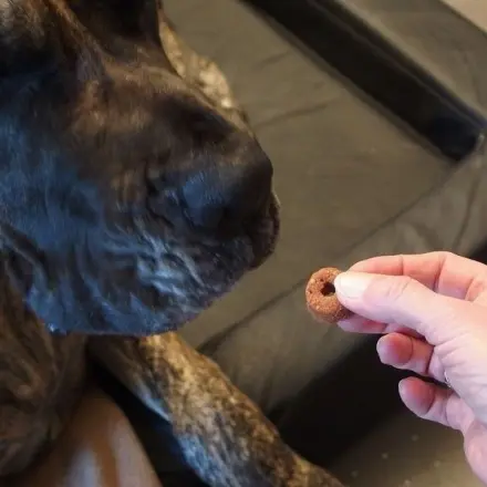Hunde-Leckerli
