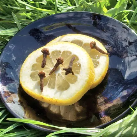 Gegen Katzenkot im Garten