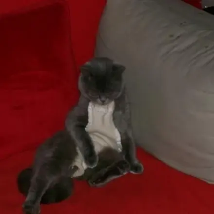 Katze nach der Kastration