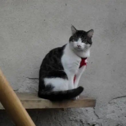 Katzengeschirr und Hundemarke
