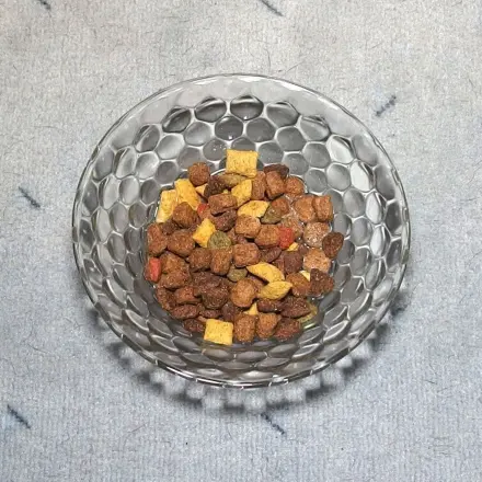 Katze zum Trinken anregen