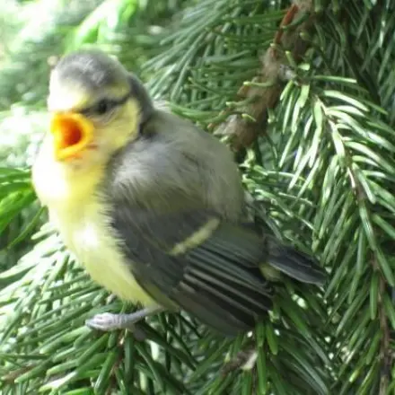 Vögel im Rollladenkasten, was tun?