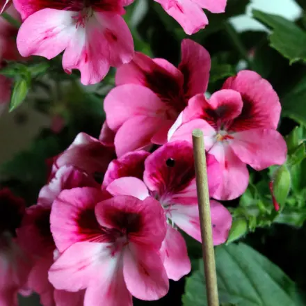 Schaschlikspieß im Blumentopf