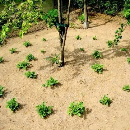 Rundes Kartoffelfeld - als kleine Notlösung