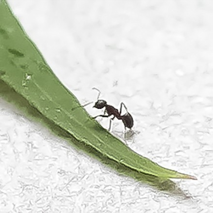 Ameisen aus der Wohnung vertreiben