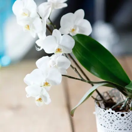 Orchideen retten - Wachstumsschub für Orchideen