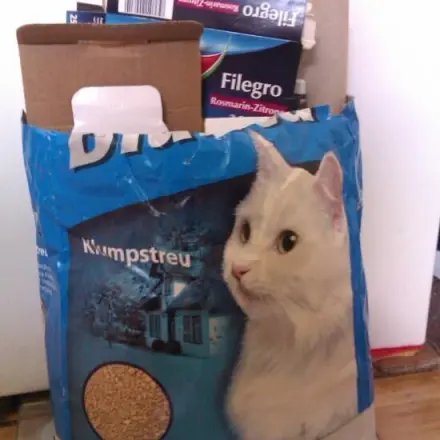 Altpapier sammeln leicht gemacht - für Katzenbesitzer only
