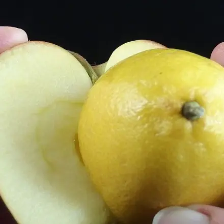 Apfel wird nicht braun