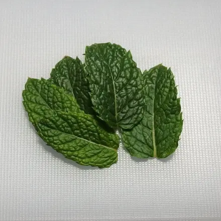 Minzöl selber machen