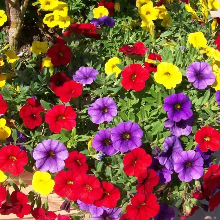 Pflanzenüberschuss loswerden