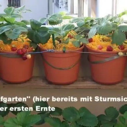 UPCYCLING: Kartoffelnetze als Schimmelschutz für Erdbeeren