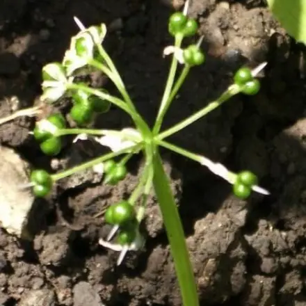 Bärlauchsamen zum Essen