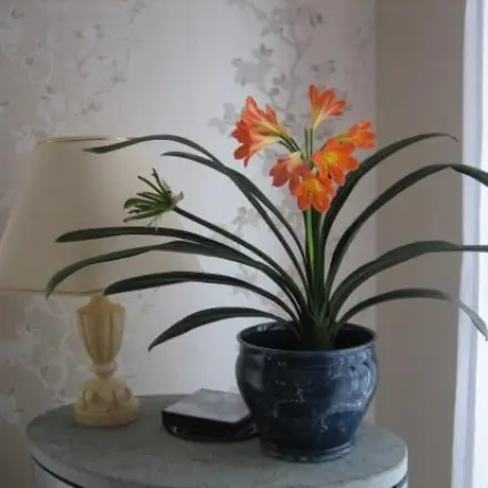 Clivia 2x hintereinander zum Blühen bringen