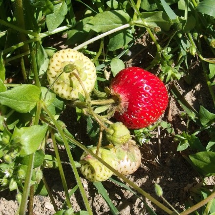 Erdbeeren verfaulen nicht durch Schnittlauch