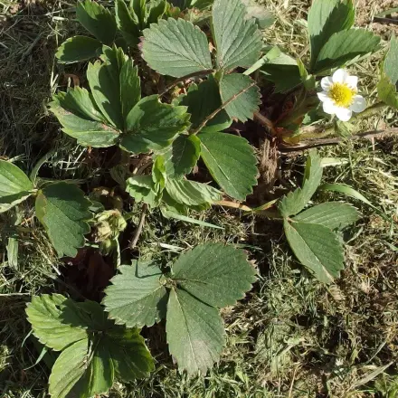 Rasenschnitt als Mulch für Erdbeeren nutzen