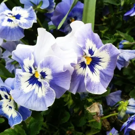 Samen aus dem eigenen Garten