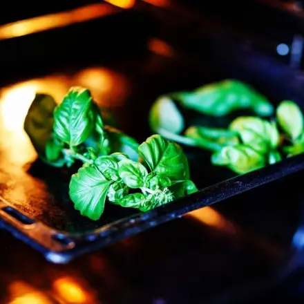 Kräuter bei niedriger Temperatur im Backofen trocknen