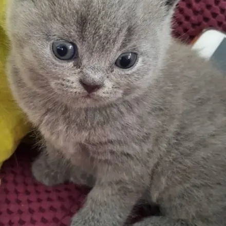 Katze trinkt nicht genug?