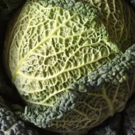 Gemüse später verarbeiten - Gemüse frisch halten