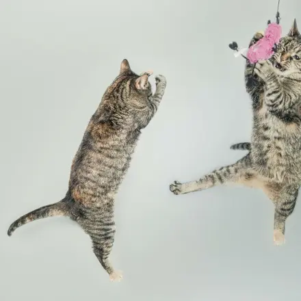 Katzenspielzeug - schnell selbst gemacht