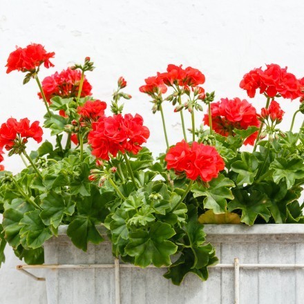 Blumen von Läusen befreien