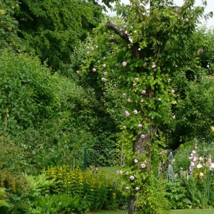 Obstbaum als Kletterhilfe für Rosen
