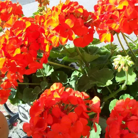 Jetzt schon Geranien fürs nächste Jahr ziehen