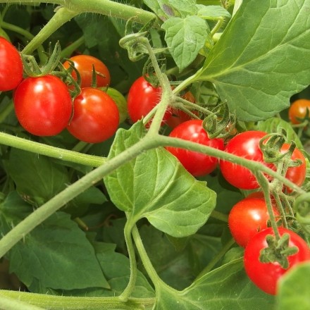 Tomatenschwemme? Tomatensuppe kochen, ganz easy