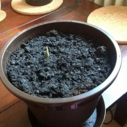 Ingwer selbst züchten