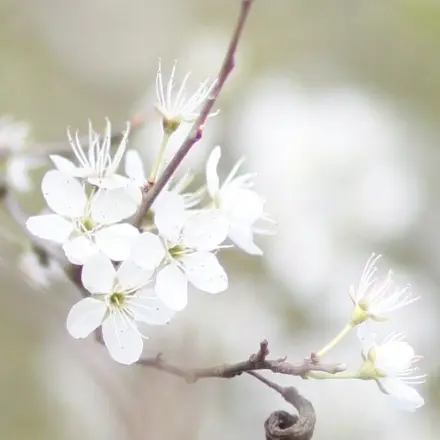Mehr Kirschen im nächsten Jahr