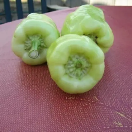 Paprikaschoten aus dem Blumentopf mit reichlicher Ernte