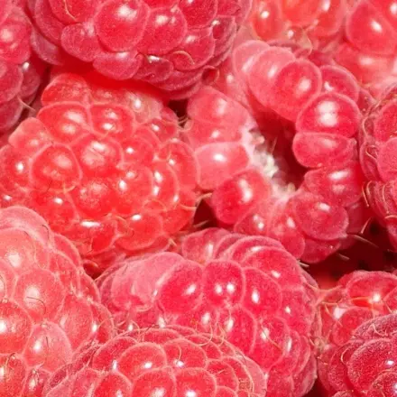 Früchte einfrieren, sodass keine Soße entsteht