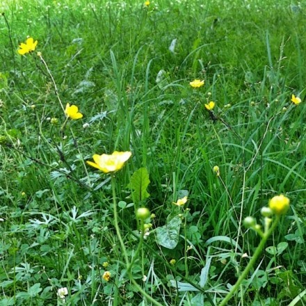 Lästige Butterblumen im Rasen oder in Beeten