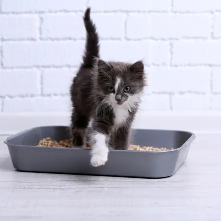 Katze hat Durchfall?
