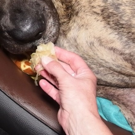 Hund hat Plastik o.ä. gefressen - Sauerkraut hilft