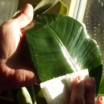 Gummibaum im neuen Glanz mit Bier